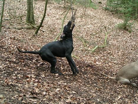 Blanding af racer Mea billede 19