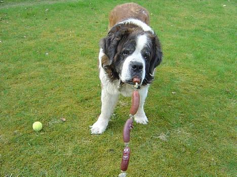 Sankt bernhardshund Hannibal - leger med pølser :} billede 1