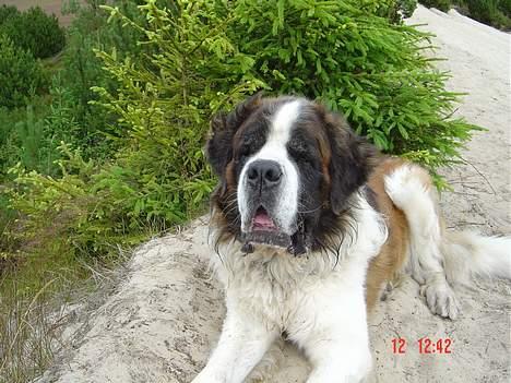 Sankt bernhardshund Hannibal - Oss, i grene sande :] billede 2