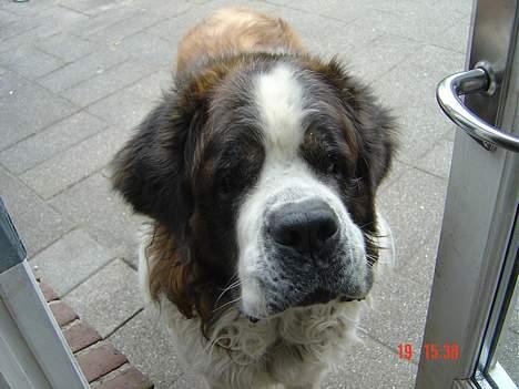 Sankt bernhardshund Hannibal - Derhjemme, vi skal snart ud og gå :] billede 3