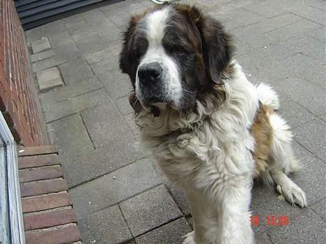 Sankt bernhardshund Hannibal - Jeg gir pote :] billede 4