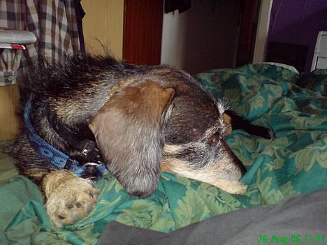 Gravhund Gandalf. - En lille lur er alid godt. billede 11