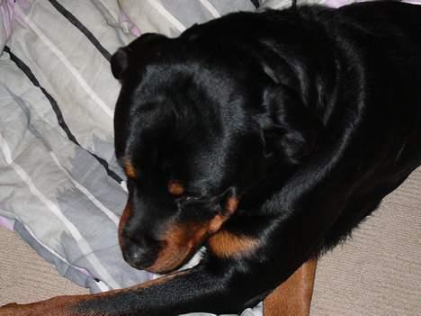Rottweiler Samson - Nyt billede . 24 april 2oo6 billede 10