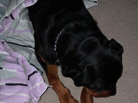 Rottweiler Samson - Nyt billede . 24 april 2oo6 billede 11