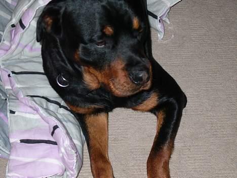Rottweiler Samson - Nyt billede . 24 april 2oo6 billede 12
