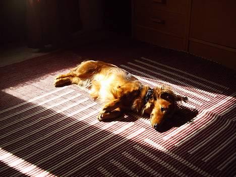 Dværggravhund Sille - ahh en dejlig plads i solen billede 13