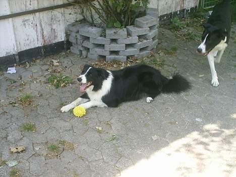 Border collie Leika (San Har) R.I.P  - Dejlig med lidt skygge når man har alt den pels. billede 8