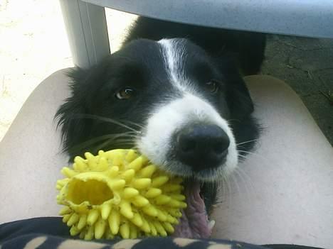 Border collie Leika (San Har) R.I.P  - Kom nu, kom nu, kom nu....vi skal da lege!!!!! billede 9