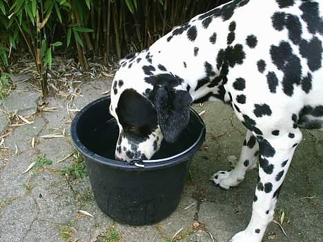 Dalmatiner Walter ( R.I.P ) - Man skal drikke meget vand...siger mor!! billede 17