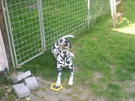 Dalmatiner Walter ( R.I.P ) - Skal vi ikke lege???*S* Kom nu!! billede 18