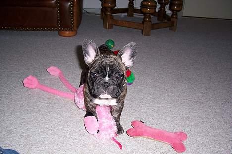 Fransk bulldog EMMA billede 15