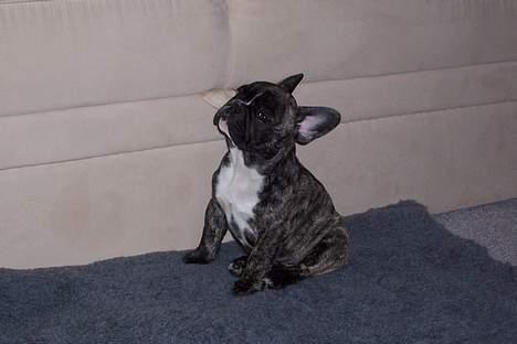 Fransk bulldog EMMA billede 16