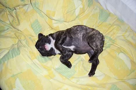 Fransk bulldog EMMA billede 17