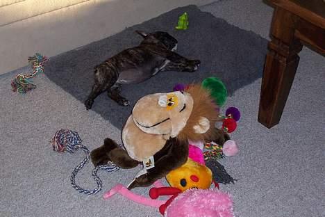 Fransk bulldog EMMA billede 18