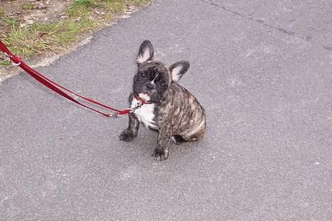 Fransk bulldog EMMA billede 19