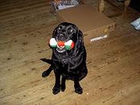 Labrador retriever sila billede 5