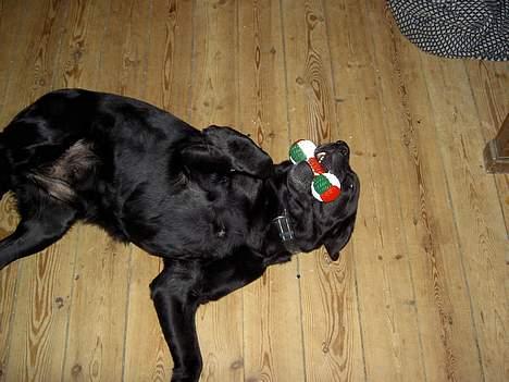 Labrador retriever sila billede 6