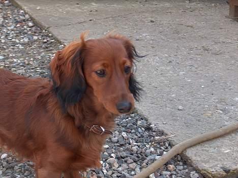 Dværggravhund Sille billede 13