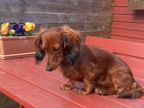 Dværggravhund Sille billede 14