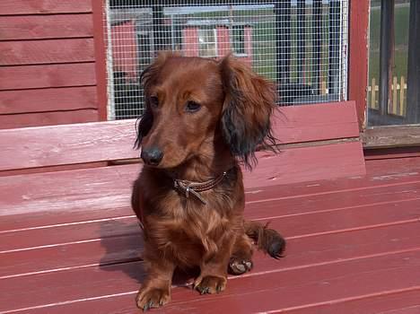 Dværggravhund Sille billede 15