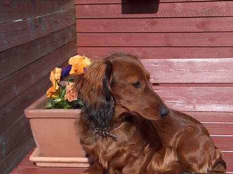 Dværggravhund Sille billede 16