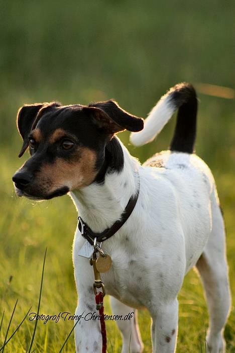 Dansk svensk gaardhund Riko - Foto Trine Christensen.dk billede 10