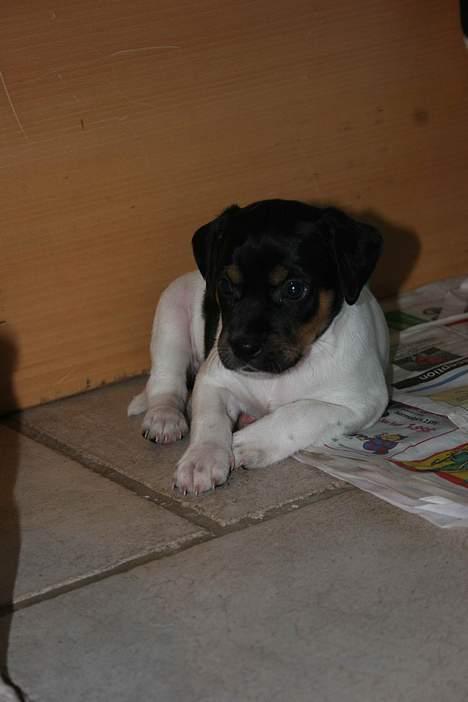 Dansk svensk gaardhund Riko - Foto Trine Christensen.dk billede 12