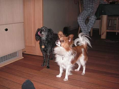 Papillon Max - Der er vist noget lækkert på vej billede 12