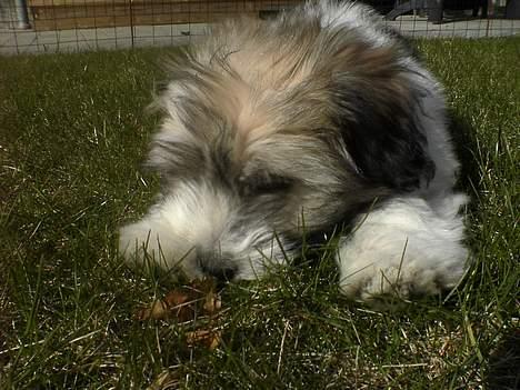 Coton de tulear Uniq Coton Sergent Pepper billede 6