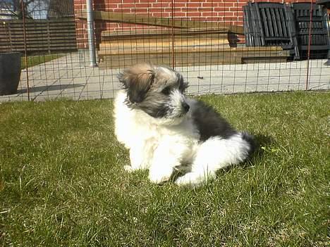 Coton de tulear Uniq Coton Sergent Pepper billede 7