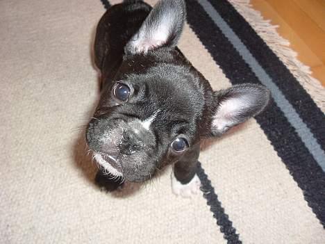 Fransk bulldog Alfredo - hej  billede 1