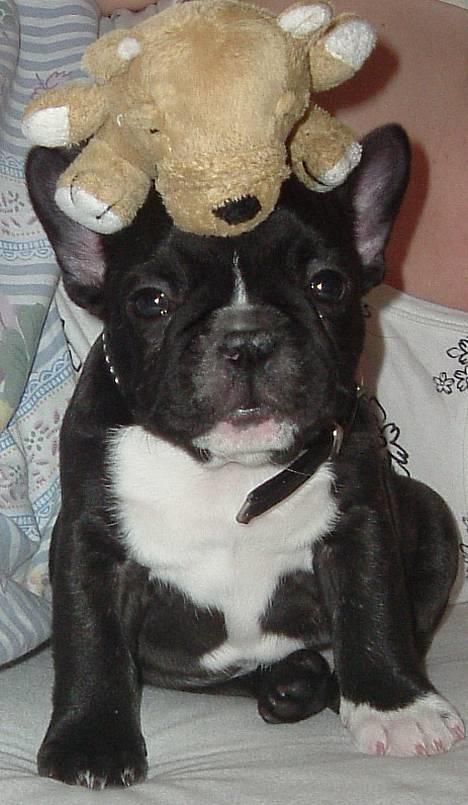 Fransk bulldog Alfredo - min bamse og lille mig... :) billede 2