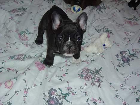 Fransk bulldog Alfredo billede 3