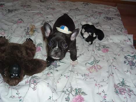 Fransk bulldog Alfredo - se lige min smarte hat :) billede 4