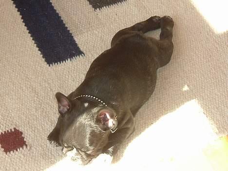 Fransk bulldog Alfredo - Slapper lige af billede 5