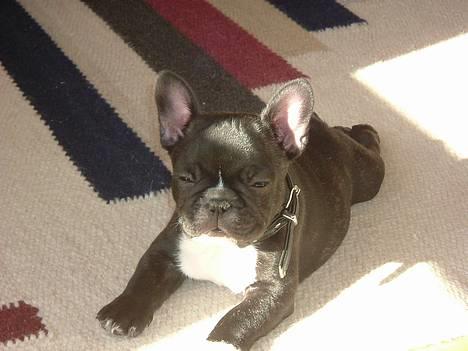 Fransk bulldog Alfredo - Hvor solen varmer dejligt! :) billede 6