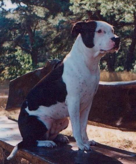 Blanding af racer Zenith - Død 1. juni 2007 - I de gode gamle dage ;))) billede 1