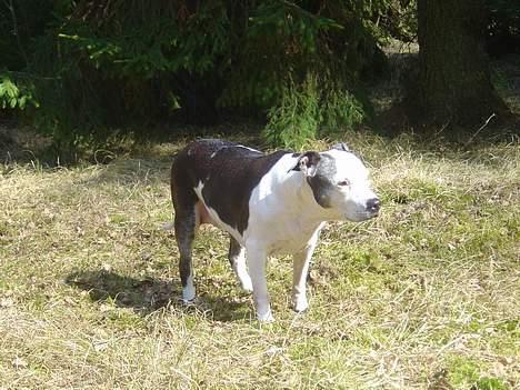 Blanding af racer Zenith - Død 1. juni 2007 - Forår 2006 billede 2