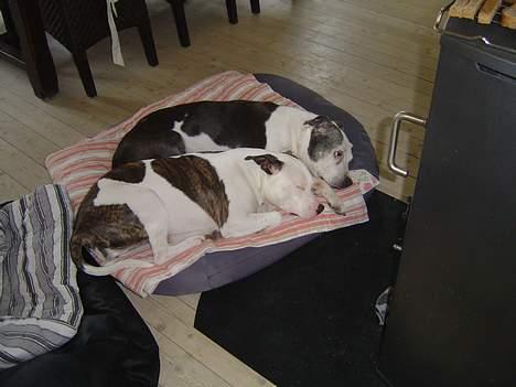 Blanding af racer Zenith - Død 1. juni 2007 - Brændeovnshygge med Baily billede 3