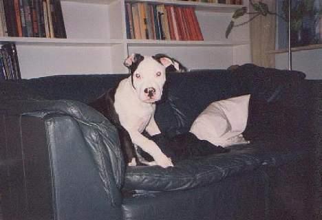 Blanding af racer Zenith - Død 1. juni 2007 - Ca. 3/4 år billede 4