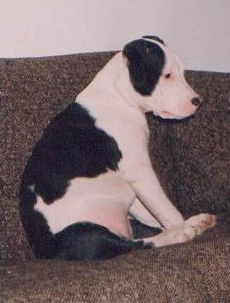 Blanding af racer Zenith - Død 1. juni 2007 - Ca. 3/4 år og skrup fornærmet !!! billede 5