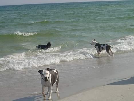 Blanding af racer Zenith - Død 1. juni 2007 - Forår 2006 - På stranden med Baily & Basse billede 6