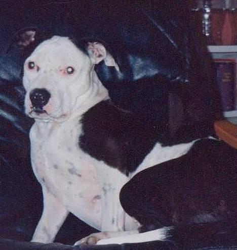 Blanding af racer Zenith - Død 1. juni 2007 - Næsten 4 år billede 7