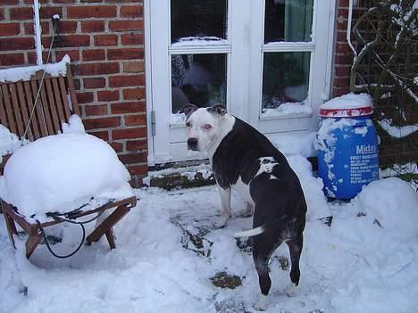 Blanding af racer Zenith - Død 1. juni 2007 - Vinter 2006 billede 8