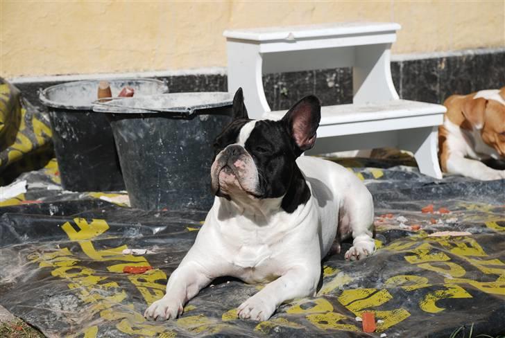 Fransk bulldog Gilbert billede 3