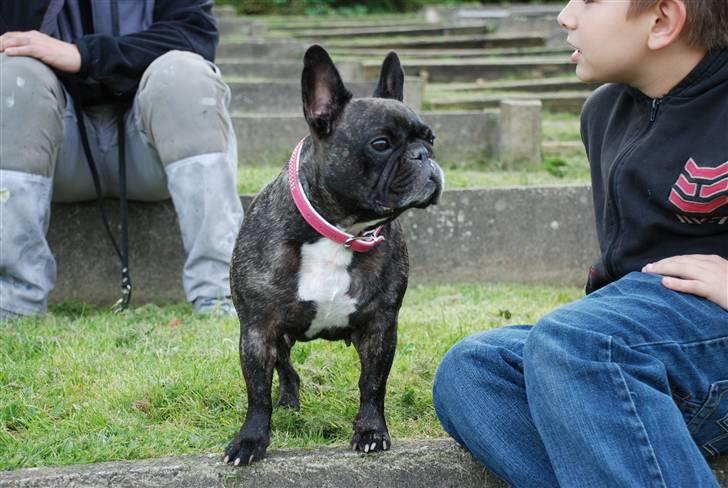 Fransk bulldog gizmo ( Død den 29/07-10) - Flot af en gammel dame at være ikk:-) billede 4