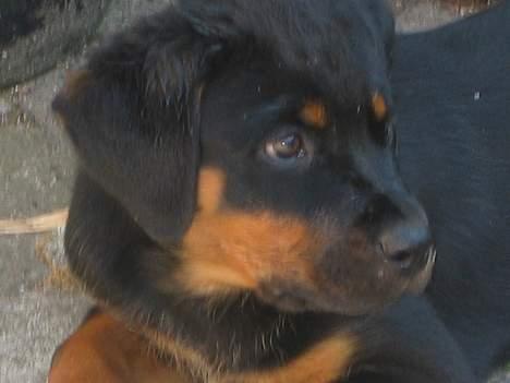 Rottweiler Tulle Larsen - Jeg er bare sååååå sød.... billede 11