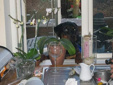 Rottweiler Tulle Larsen - 2 pølser.... uden brød.... tak!!!! billede 12