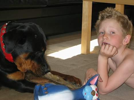 Rottweiler Tulle Larsen - Her er min ene storebror Nicola! Jeg har en mere, han hedder Frederik!! billede 13