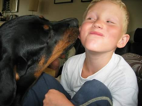 Rottweiler Tulle Larsen - Ham Nicolai, han er sgu for lækker.....  billede 14